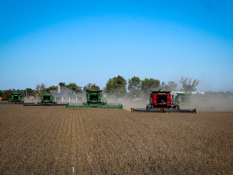 92% kukurydzy i 94% soi zasianych w USA stanowiły nasiona GMO